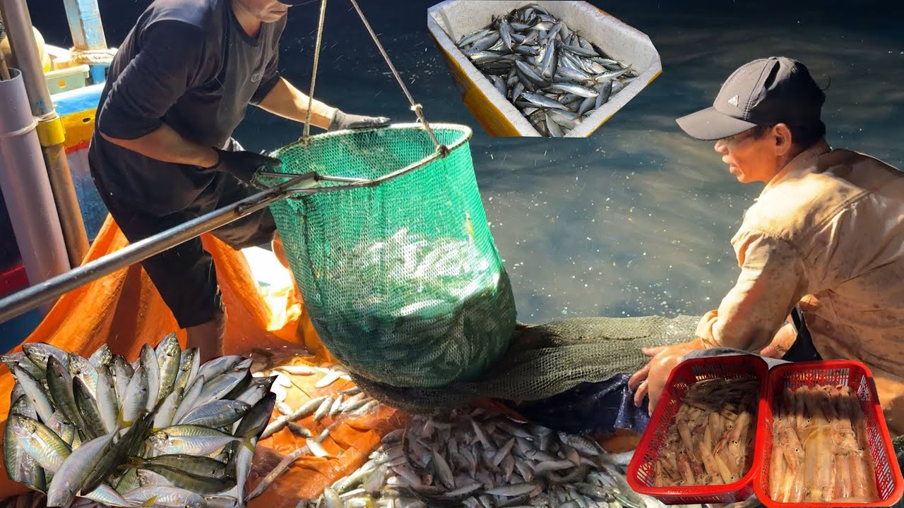 Nghề Đèn Thuyền A Lễ Chà Khơi Câu Mực Ăn Quá Trời Sáng Đánh Nghề Về Bờ Bán Cá - Dân Biển