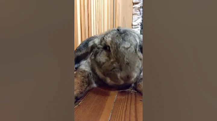 【うさぎ】ジャンボウサギのガオー｜むぎ（ジャンボウサギ）