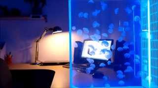 100 pet jellyfish in a Pulse 80 jellyfish tank by Cubic