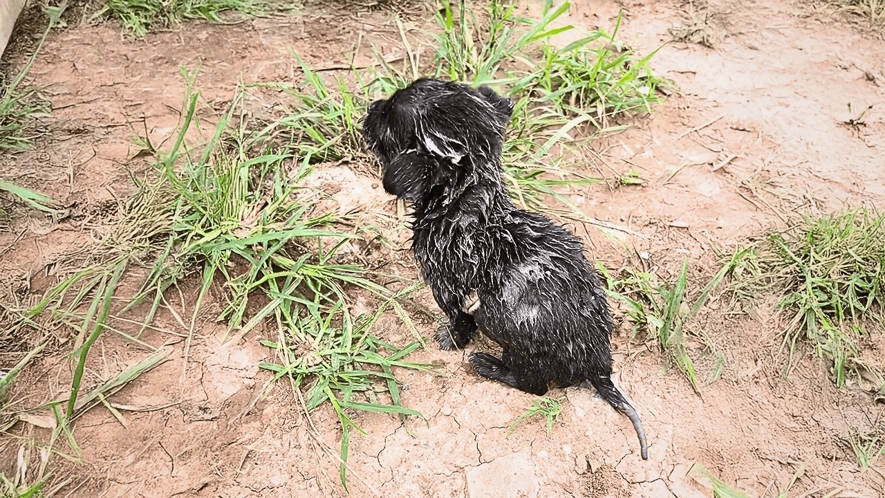 Бездомный щенок упал в вонючую канаву и плакал от страха; прохожий услышал его скулёж.