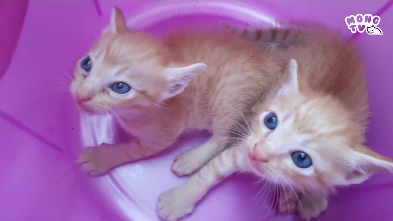 abandoned wild kitten - What should I do? 