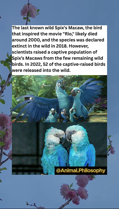 Scientists brought back Spix's Macaw, the bird from Rio movie, from near extinction
