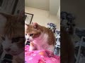 起こし猫 #かわいい猫 #cat #元野良猫ころちゃん