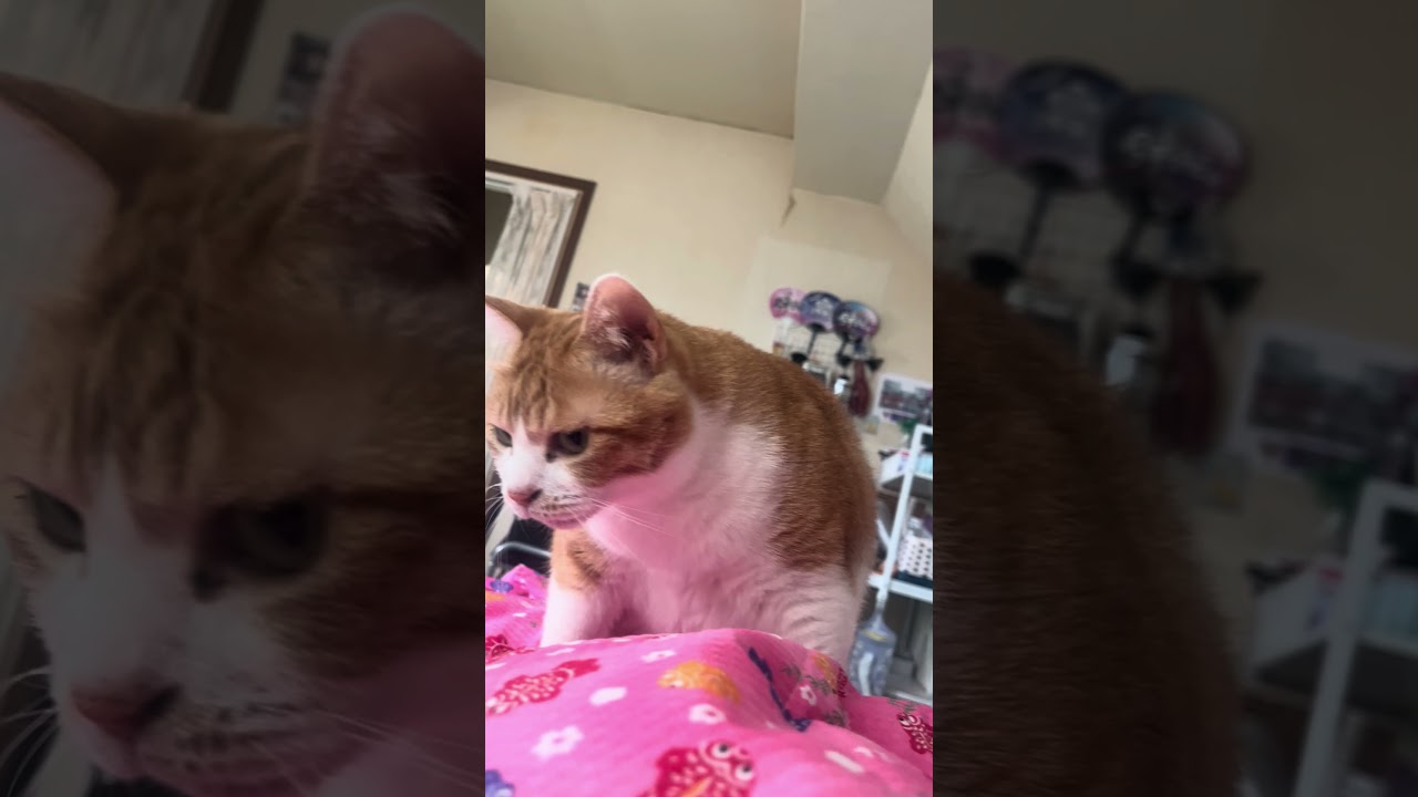 起こし猫 #かわいい猫 #cat #元野良猫ころちゃん