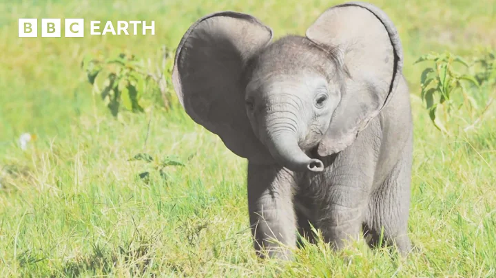 Top 10 BBC Earth Moments of 2025 | BBC Earth