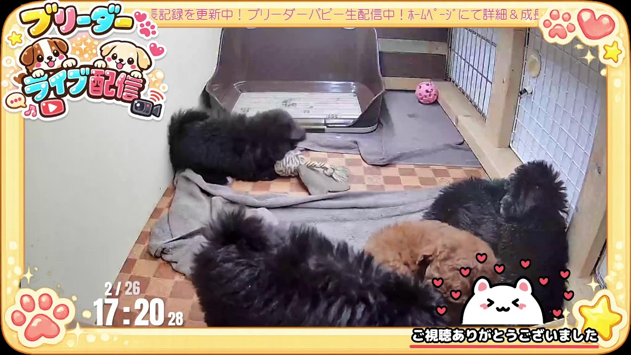 【よちよちパーティ 生配信】トイプードル＆トイプードル 子犬 59／55日齢 【2026/2/26】