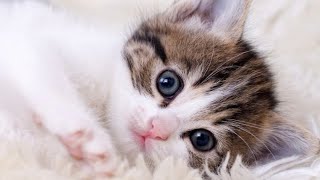 Cute little cat 😺 animals 2023 | Part 39 by Cute Kittens 7,855 views 1 year ago 10 minutes, 20 seconds
