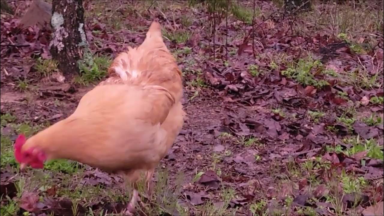 Chickens and storms. Are chickens smart enough to get out of the rain
