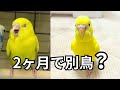 お迎えから2ヶ月…まるちゃんが別鳥レベルに変わりました