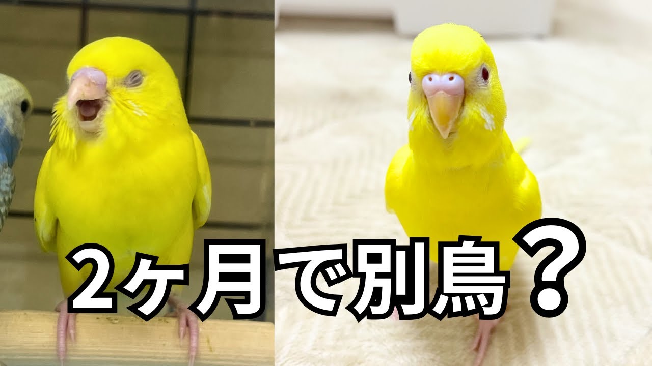 お迎えから2ヶ月…まるちゃんが別鳥レベルに変わりました