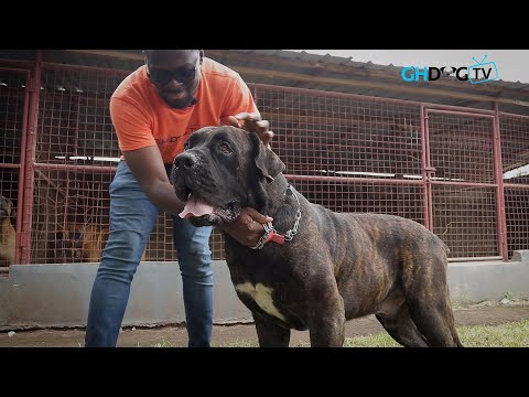 Socializing with Big Boerboel before interview