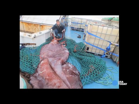 Videó: Pet Scoop: A Facebook által elmentett bántalmazott kutya, a Live Giant Squid első kiadványai megjelentek