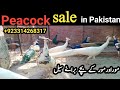 03314268317 peacock for sale | mor ke bachhe | peacock hatching eggs | green java breeder peacock