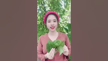 Bài thuốc dân gian chữa bệnh trĩ bằng lá trầu không