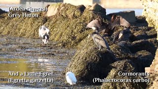 Many Bird Species In The Harbour