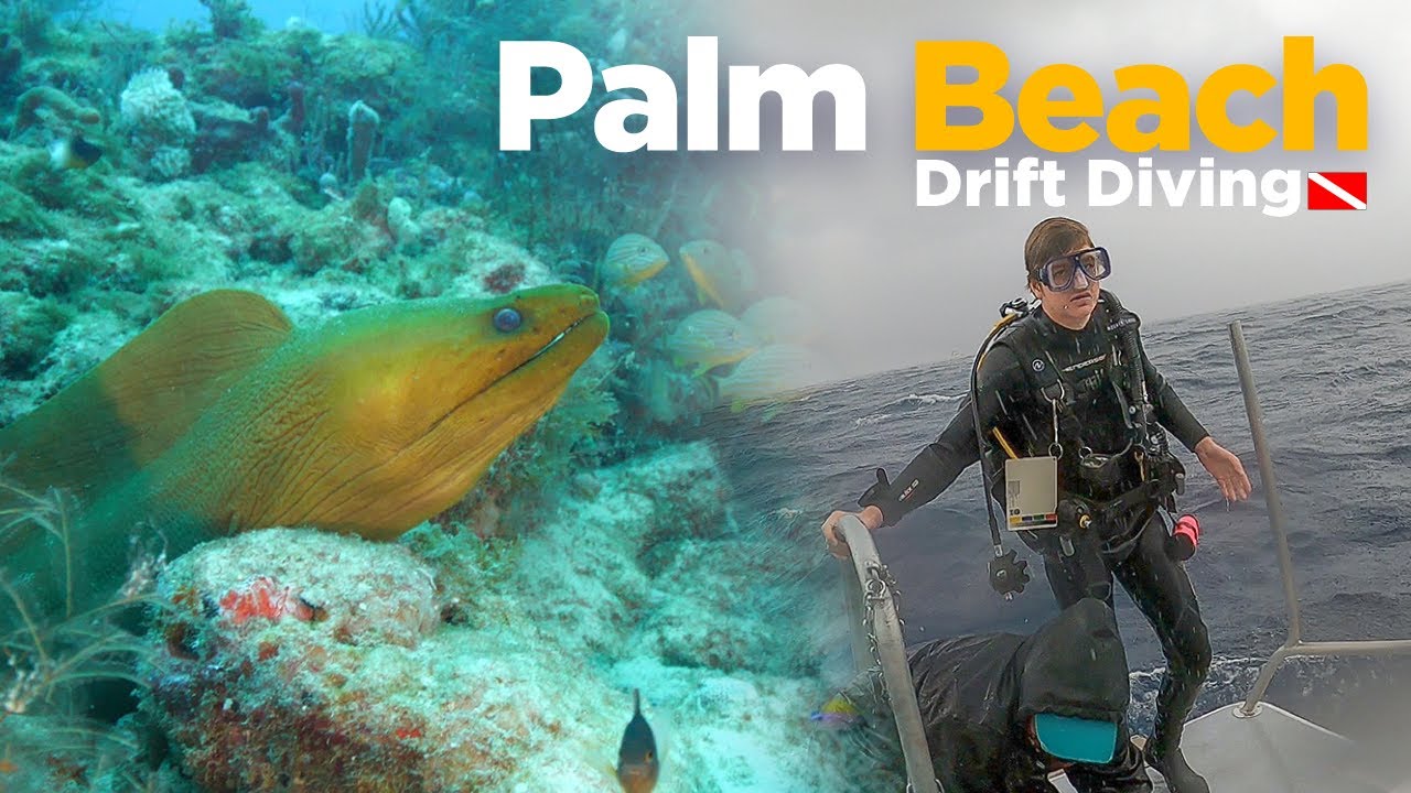 What Is Drift Scuba Diving? (Palm Beach, Florida) YouTube