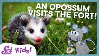 meet the marsupials scishow kids