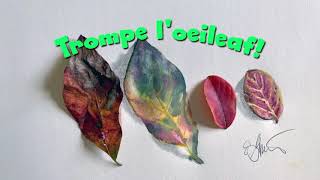 Trompe L'oeileaf; an exploration of trompe l'oeil