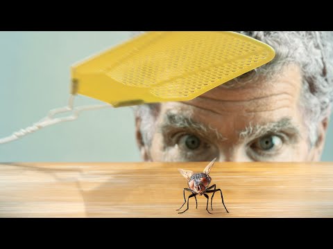 Почему так сложно прихлопнуть муху