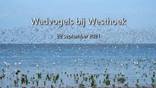 Wadvogels bij Westhoek