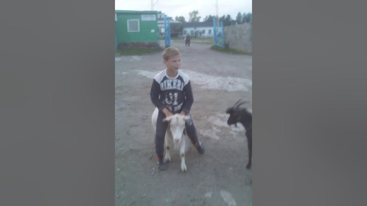 Коза на Велике