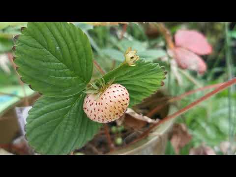 Video: Hibrid Strawberry-nanas mula dijual di Britain