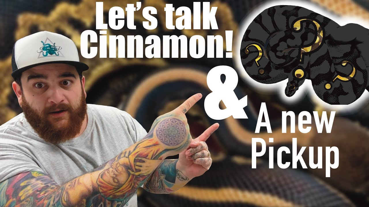 New pickup & Lets take a look at some Cinnamon combo ball pythons!