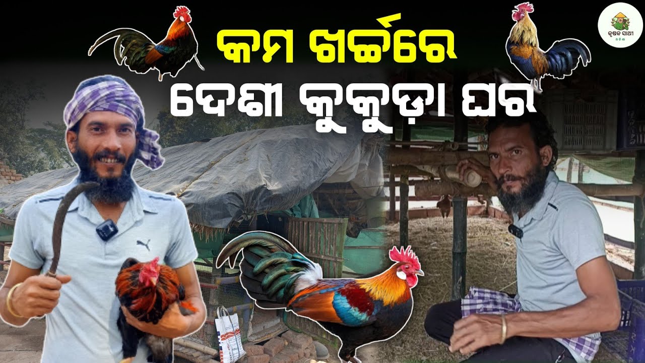 କମ ଖର୍ଚ୍ଚରେ ଦେଶୀ କୁକୁଡ଼ା ଘର | Low investment shade for desi poultry farming in odisha | desi kukuda