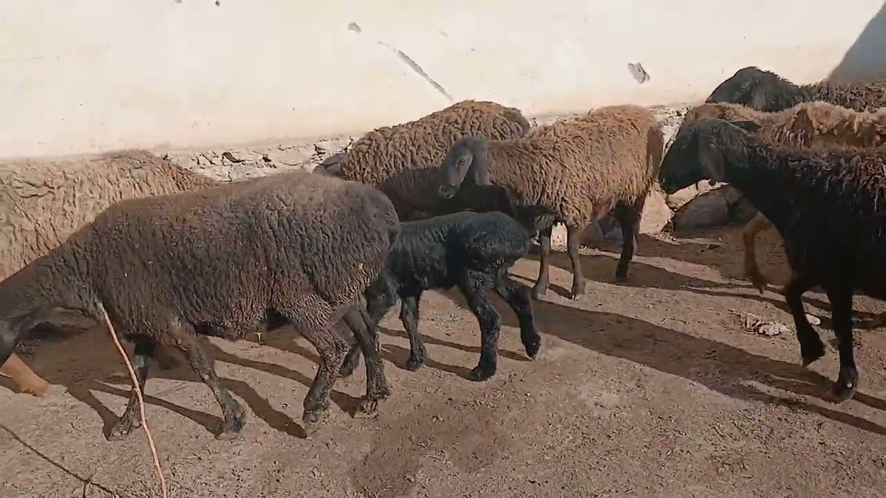 Гусфандхои барадор нарх 3600 сомони тел 901085141