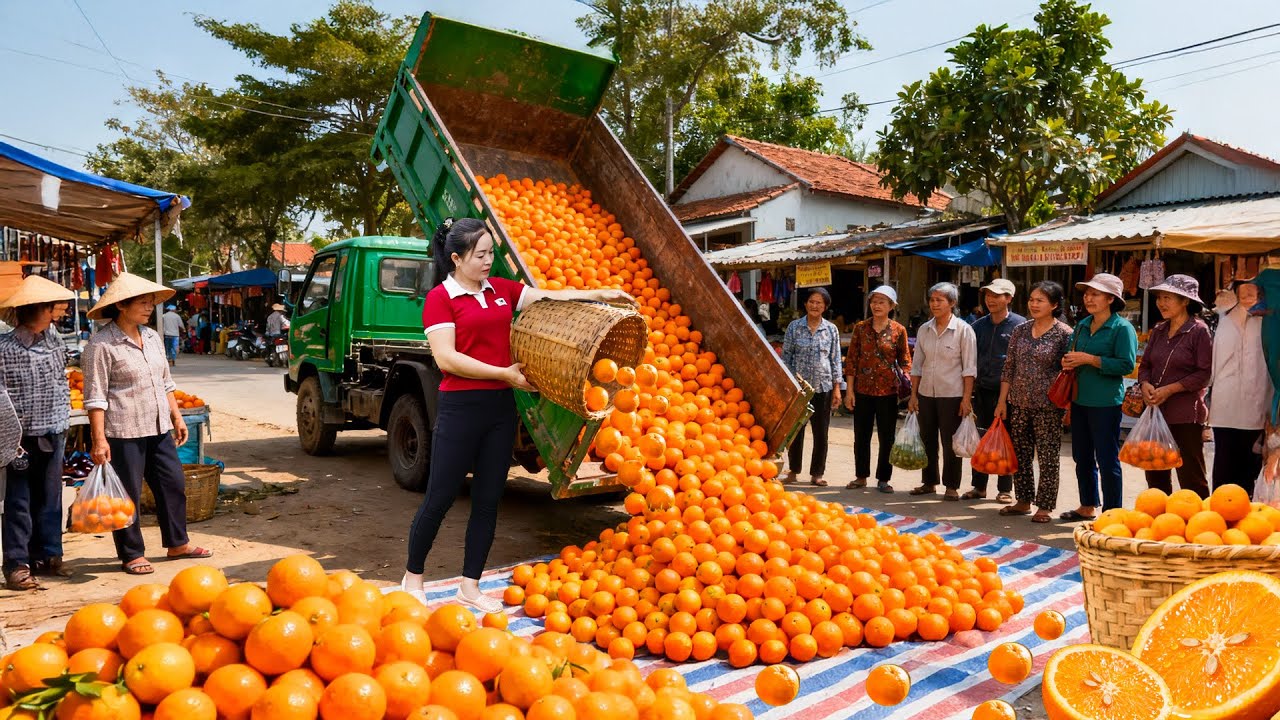Harvesting 2000+ Oranges With Linda Loan | Transport by Vehicle and Go to Market to Sell