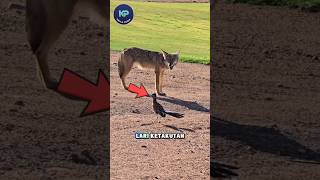 Skill Dewa! Cara Roadrunner Lolos Dari Serigala Dengan Gaya #shorts