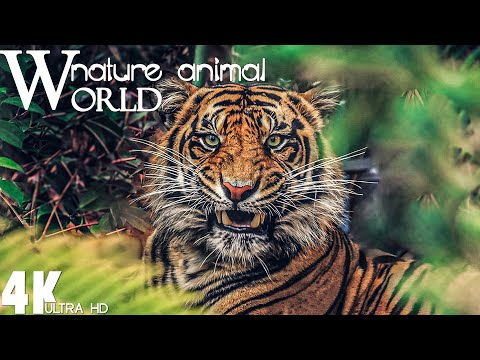 Ultimate Wild Animals Collection in 4K ULTRA HD | Animals Of The World 4K | Relaxation Film 4K