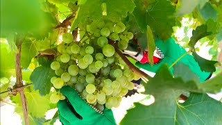 Harvesting Wine Grapes For Prosecco In Italy la Vendemmia