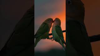 Love birds 🦜💞#love #parrot #remix #relaxing #birds  #music #meditationmusic #lovebirds #yt #ytshorts