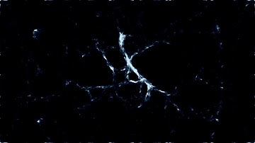 Physarum Polycephalum - Processing (CPU only)