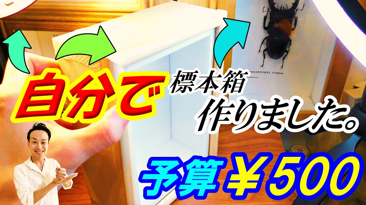 ワンコインで標本箱を手作りする方法（昆虫標本）