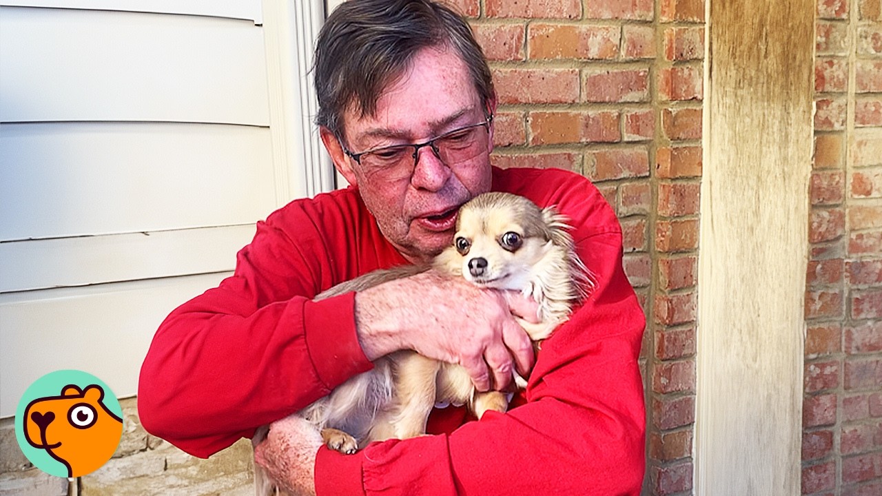 Tiny Chihuahua Melts In Grandpa Arms | 3 Best Stories