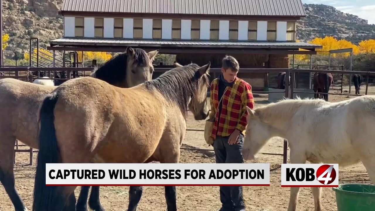 Wild horses from Mesa Verde National Park arrive at New Mexico Animal Shelter YouTube