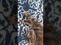 Ssamie my Mew.. Anchored on her Carpet #pet #cat #baby #ssamie #adorable #home