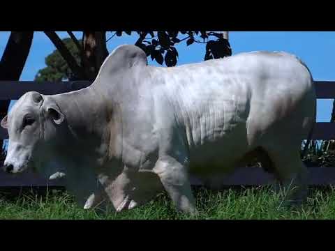 Lote 11 - Leilão Virtual Fazenda Nova – Reprodutores.