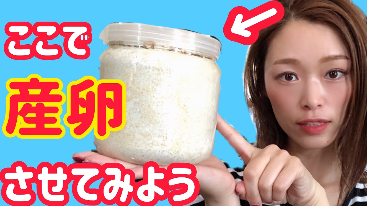 菌糸ビンで産卵セット！やってみよう☺️【オウゴンオニクワガタ