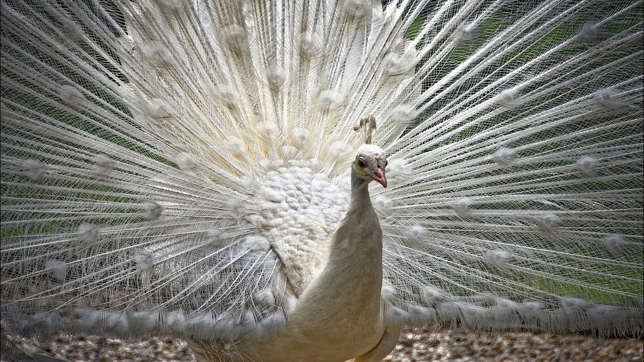 Peacock Sounds ๐ฆ Relaxing Nature Calls & Fascinating Peafowl Voices ...
