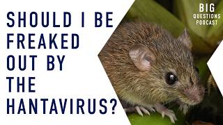 Should I be freaked out by the hantavirus?