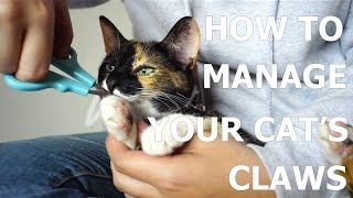 [How To] How to manage your cat's claws! by Hani Cat 22,282 views 7 years ago 2 minutes, 26 seconds