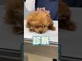 痙攣してぐったりしている4ヶ月のトイプードルが動物病院にやってきた！