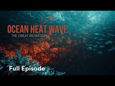 The Oceans Are Becoming Too Hot | Mutant Weather 108