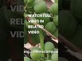 How to Grow Grape Plants at Home |  #Shorts #Garden #terracegarden #gardening