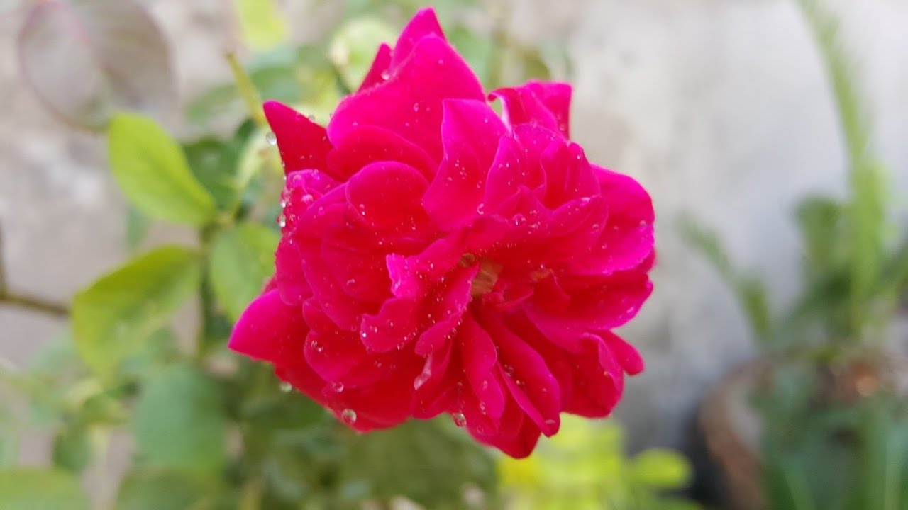 Does Rose Grow Best In Peat Moss Or Cocopeat ? Shorts YouTube