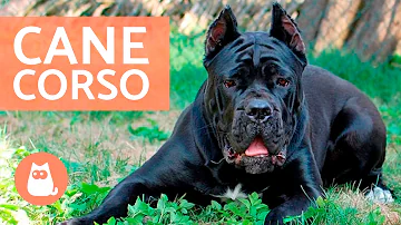 ¿Cómo de listo es un Cane Corso?