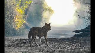 Pack Of Golden Jackals Giving Off Loud Cry | Keoladeo National Park | Bharatpur, Rajasthan |